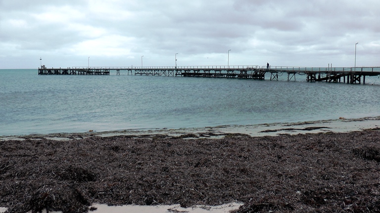Algenberge am Strand von Cape Jaffa